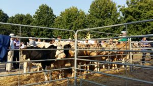 Fiera franca del bestiame 2016